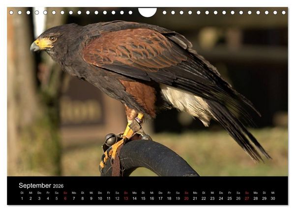 Produktbild: Greifv&ouml;gel (Wandkalender 2026 DIN A4 quer), CALVENDO Monatskalender