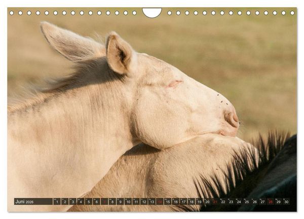 Produktbild: Liebenswerte Langohren - Die Sch&ouml;nheit der Esel (Wandkalender 2026 DIN A4 quer), CALVENDO Monatskalender