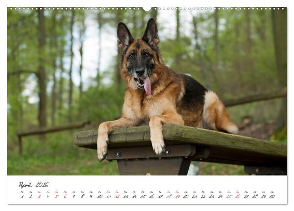 Produktbild: Deutsche Sch&auml;ferhunde - Senioren auf vier Pfoten (Wandkalender 2026 DIN A2 quer), CALVENDO Monatskalender
