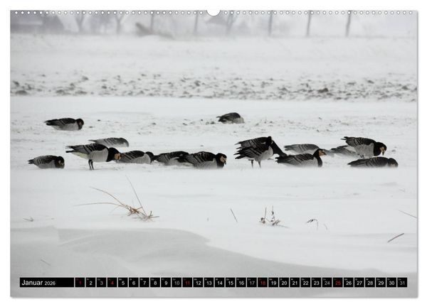 Produktbild: Gefiederte Sch&ouml;nheiten - Wildg&auml;nse in Norddeutschland (Wandkalender 2026 DIN A2 quer), CALVENDO Monatskalender