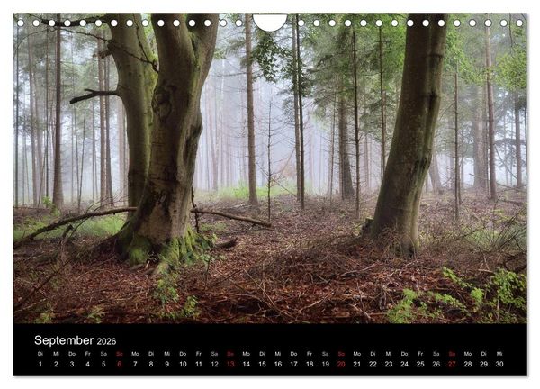 Produktbild: Waldkalender (Wandkalender 2026 DIN A4 quer), CALVENDO Monatskalender