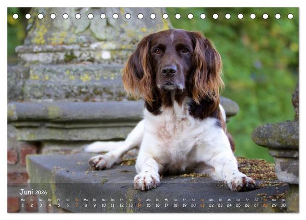 Produktbild: Jagdhunde - Treue Waidgesellen (Tischkalender 2026 DIN A5 quer), CALVENDO Monatskalender