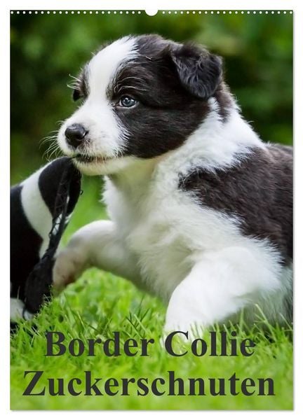 Border Collie Zuckerschnuten (Wandkalender 2026 DIN A2 hoch), CALVENDO Monatskalender