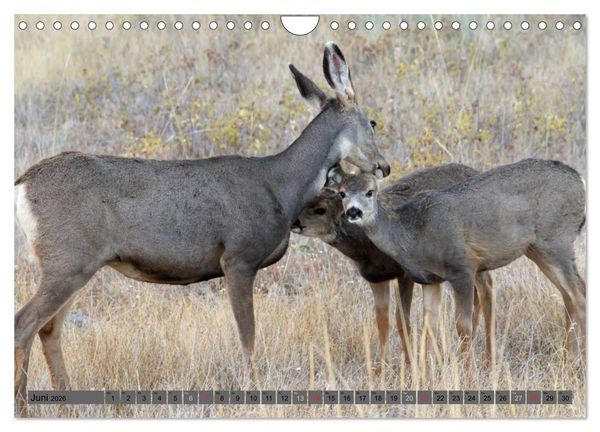 Produktbild: Wildtiere Nordamerikas (Wandkalender 2026 DIN A4 quer), CALVENDO Monatskalender