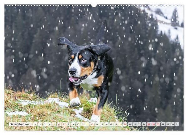 Produktbild: Entlebucher - Temperamentvolle Schweizer Sennenhunde (hochwertiger Premium Wandkalender 2026 DIN A2 quer), Kunstdruck in Hochglanz
