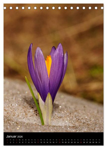 Produktbild: WILDBLUMEN (Tischkalender 2026 DIN A5 hoch), CALVENDO Monatskalender