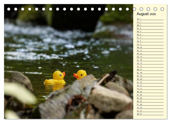 Produktbild: Enten-Rennen (Tischkalender 2026 DIN A5 quer), CALVENDO Monatskalender
