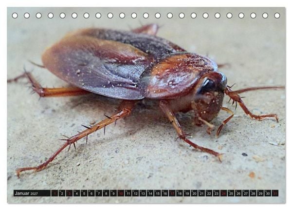 Produktbild: Abneigung und Ekel. Die unbeliebtesten Tiere (Tischkalender 2027 DIN A5 quer), CALVENDO Monatskalender