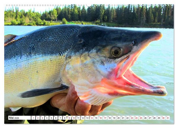 Produktbild: Anglergl&uuml;ck - den Fisch am Haken (Wandkalender 2026 DIN A2 quer), CALVENDO Monatskalender