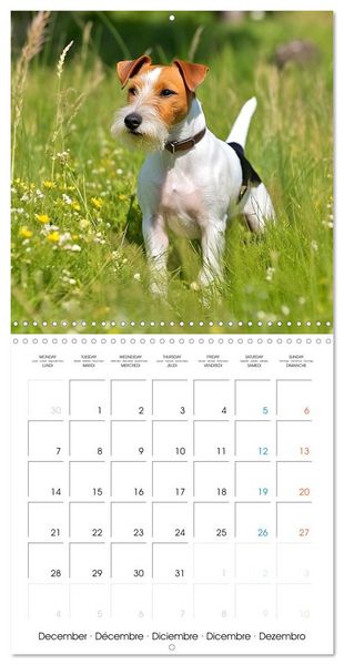 Produktbild: Portraits de petits chiens (Calendrier mural carr&eacute; 2026 30x30 cm) Calendrier double avec une page pour vos prises de notes
