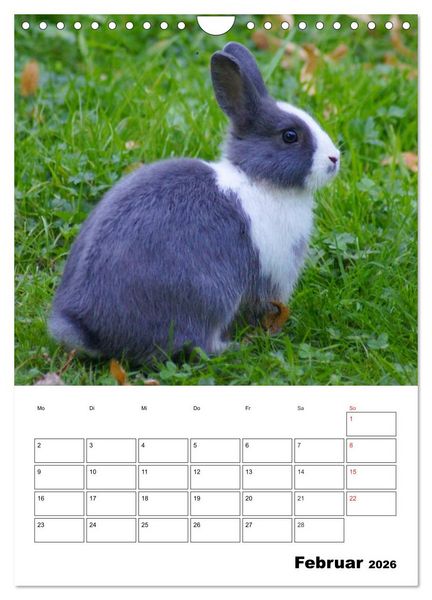 Produktbild: Kaninchen Terminplaner (Wandkalender 2026 DIN A4 hoch), CALVENDO Monatskalender