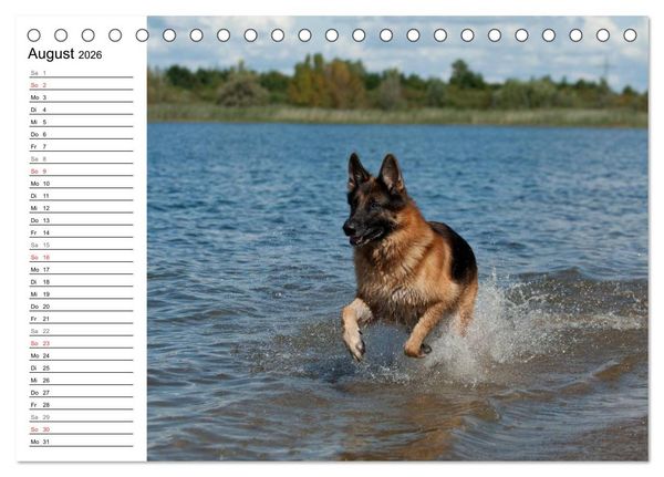 Produktbild: Deutsche Sch&auml;ferhunde - Senioren auf vier Pfoten (Tischkalender 2026 DIN A5 quer), CALVENDO Monatskalender