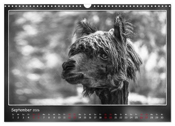 Produktbild: Tieren ins Gesicht geschaut (Wandkalender 2026 DIN A3 quer), CALVENDO Monatskalender