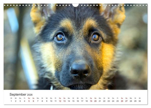 Produktbild: Sch&auml;ferhunde - Die gutm&uuml;tigen Wegbegleiter. (Wandkalender 2026 DIN A3 quer), CALVENDO Monatskalender