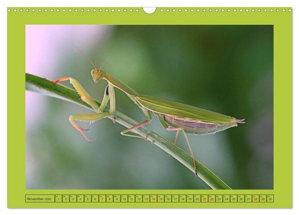 Produktbild: Die Gottesanbeterin Mantis Religiosa (Wandkalender 2026 DIN A3 quer), CALVENDO Monatskalender