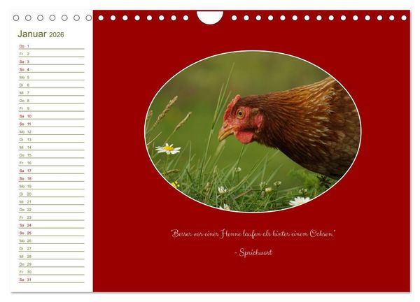 Produktbild: Freilaufende H&uuml;hner (Wandkalender 2026 DIN A4 quer), CALVENDO Monatskalender
