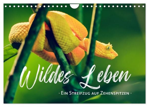 Produktbild: Wildes Leben - Ein Streifzug auf Zehenspitzen (Wandkalender 2026 DIN A4 quer), CALVENDO Monatskalender