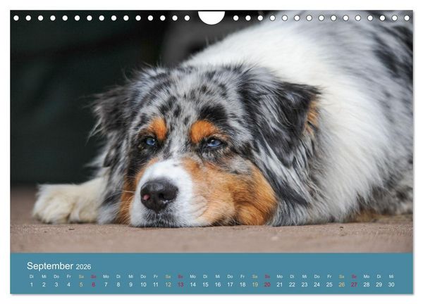 Produktbild: Mit Aussies unterwegs - Die bunte Welt der Australian Shepherds (Wandkalender 2026 DIN A4 quer), CALVENDO Monatskalender