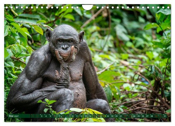 Produktbild: KONGO - das dunkle Herz Afrikas (Wandkalender 2027 DIN A4 quer), CALVENDO Monatskalender