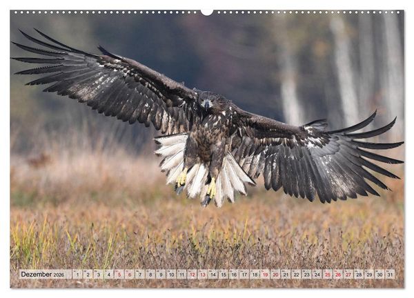 Produktbild: Majest&auml;tische Seeadler (Wandkalender 2026 DIN A2 quer), CALVENDO Monatskalender