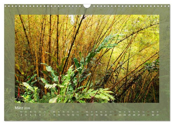 Produktbild: Bambus (Wandkalender 2026 DIN A3 quer), CALVENDO Monatskalender