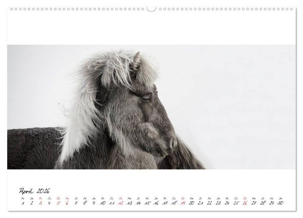 Produktbild: Islandpferde von Brimilsvellir (hochwertiger Premium Wandkalender 2026 DIN A2 quer), Kunstdruck in Hochglanz