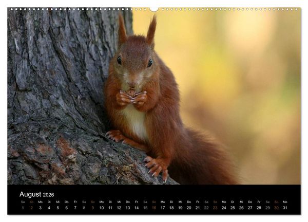 Produktbild: Eichh&ouml;rnchen (hochwertiger Premium Wandkalender 2026 DIN A2 quer), Kunstdruck in Hochglanz