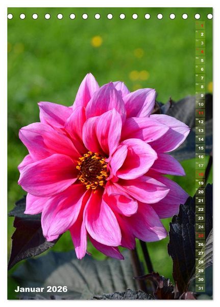 Produktbild: Dahlien - Bl&uuml;tentr&auml;ume (Tischkalender 2026 DIN A5 hoch), CALVENDO Monatskalender