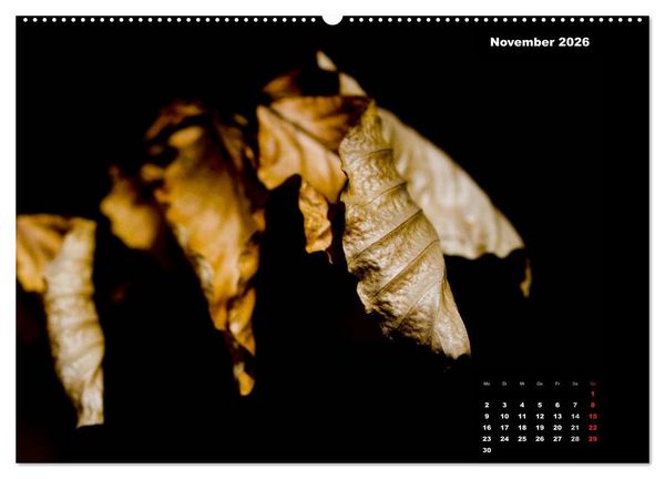 Produktbild: Der Natur auf der Spur - Makro-Fotografien der besonderen Art (hochwertiger Premium Wandkalender 2026 DIN A2 quer), Kunstdruck in Hochglanz