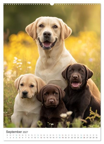 Produktbild: Mein Jahr mit Labradoren (hochwertiger Premium Wandkalender 2027 DIN A2 hoch), Kunstdruck in Hochglanz