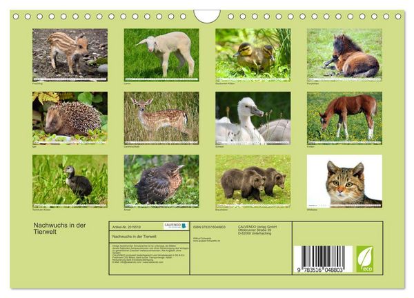 Produktbild: Nachwuchs in der Tierwelt (Wandkalender 2026 DIN A4 quer), CALVENDO Monatskalender