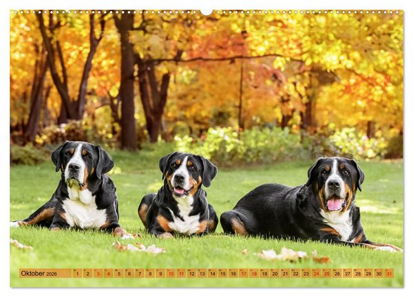 Produktbild: Gro&szlig;e Schweizer - Gigantische Sennenhunde (hochwertiger Premium Wandkalender 2026 DIN A2 quer), Kunstdruck in Hochglanz