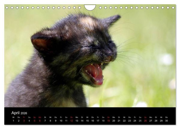 Produktbild: Katzen & Hunde (Wandkalender 2026 DIN A4 quer), CALVENDO Monatskalender