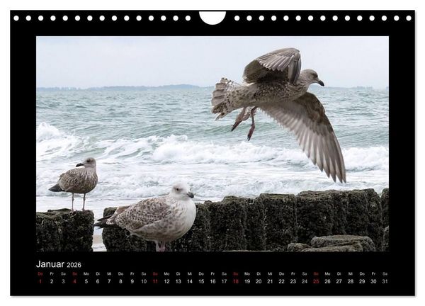 Produktbild: An der Nordsee (Wandkalender 2026 DIN A4 quer), CALVENDO Monatskalender