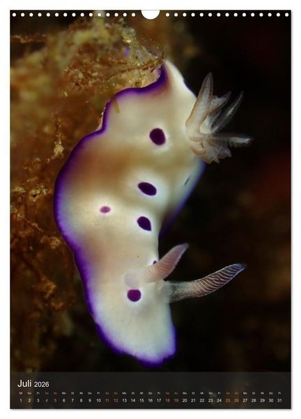 Produktbild: Nudibranches Meeresnacktschnecken aus Nord-Sulawesi (Wandkalender 2026 DIN A3 hoch), CALVENDO Monatskalender