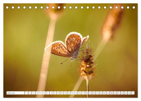 Produktbild: In der Natur unterwegs (Tischkalender 2026 DIN A5 quer), CALVENDO Monatskalender