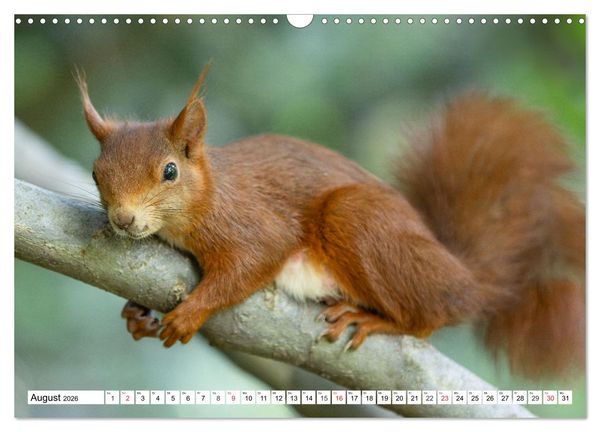 Produktbild: Eichh&ouml;rnchen im K&ouml;niglichen Garten (Wandkalender 2026 DIN A3 quer), CALVENDO Monatskalender
