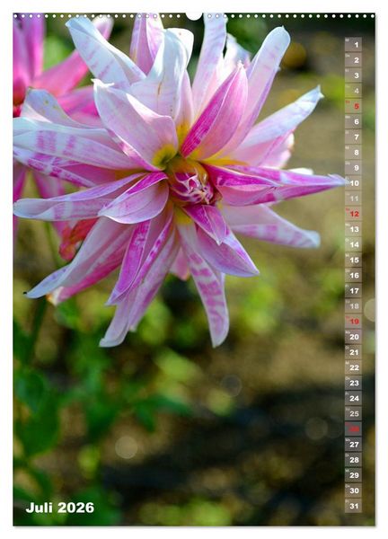 Produktbild: Dahlien - Bl&uuml;tentr&auml;ume (Wandkalender 2026 DIN A2 hoch), CALVENDO Monatskalender