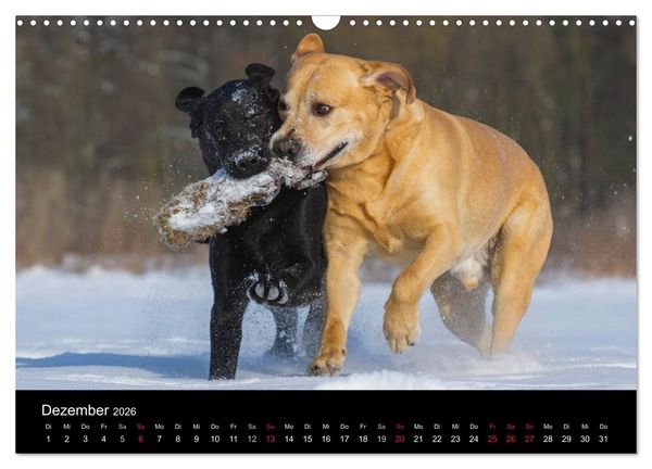 Produktbild: Labrador Retriever 2026 (Wandkalender 2026 DIN A3 quer), CALVENDO Monatskalender