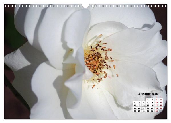Produktbild: Rosen, die K&ouml;nigin der Blumen (Wandkalender 2026 DIN A3 quer), CALVENDO Monatskalender