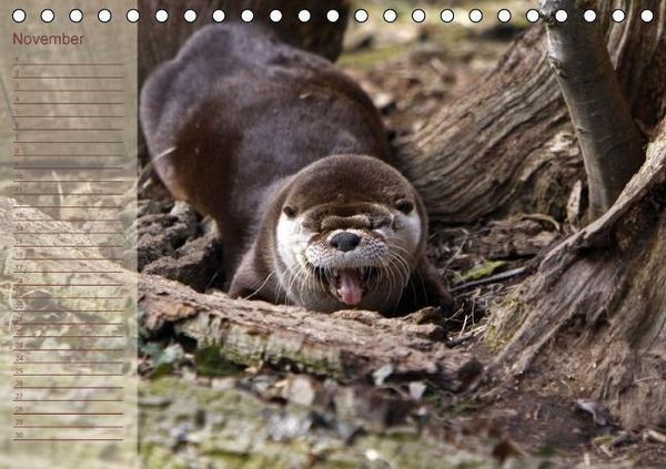 Produktbild: Fischotter Geburtstagskalender (Tischkalender immerw&auml;hrend DIN A5 quer)