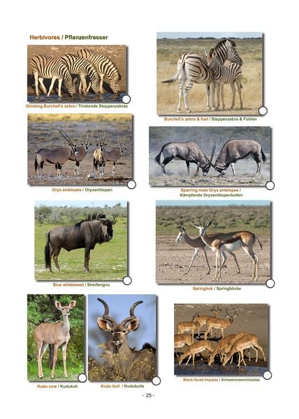 Produktbild: ETOSHA KARTE mit Fotogalerie