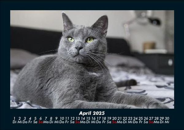 Produktbild: F&uuml;r Katzenfreunde 2025 Fotokalender DIN A5