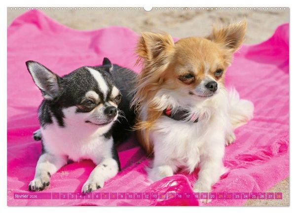 Produktbild: Chihuahua : petit, mais costaud (Calendrier mural 2026 DIN A2 vertical) calendrier de bureau