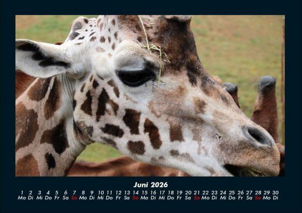 Produktbild: Tiere in der Wildnis 2026 Fotokalender DIN A4