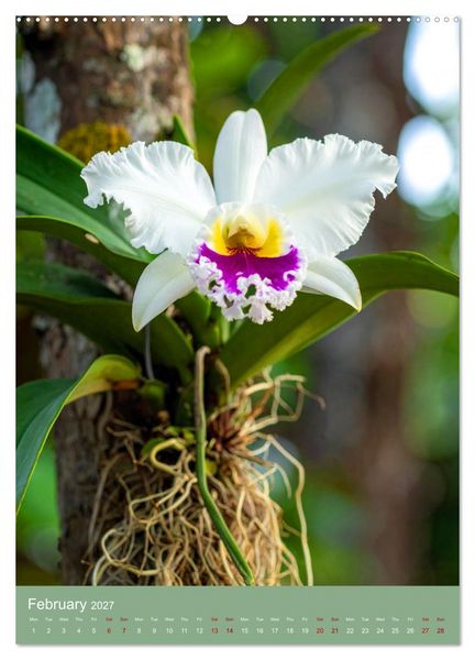 Produktbild: Cattleya - Breeder's Pride (High Quality Premium Wall Calendar 2027 DIN A2 portrait),CALVENDO 12 Month Wall Calendar