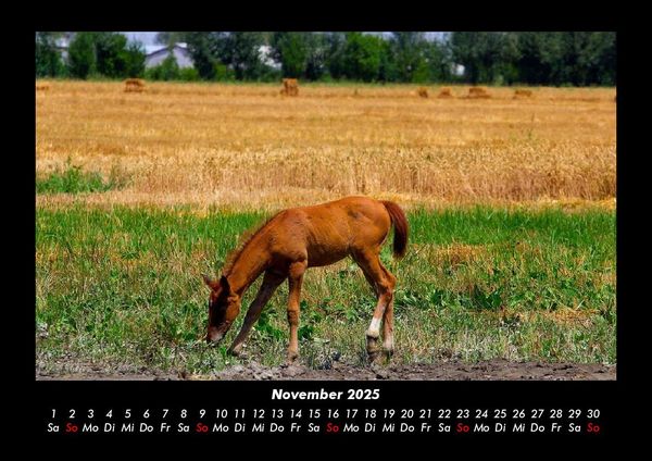 Produktbild: Pferde Kalender 2025 Fotokalender DIN A3