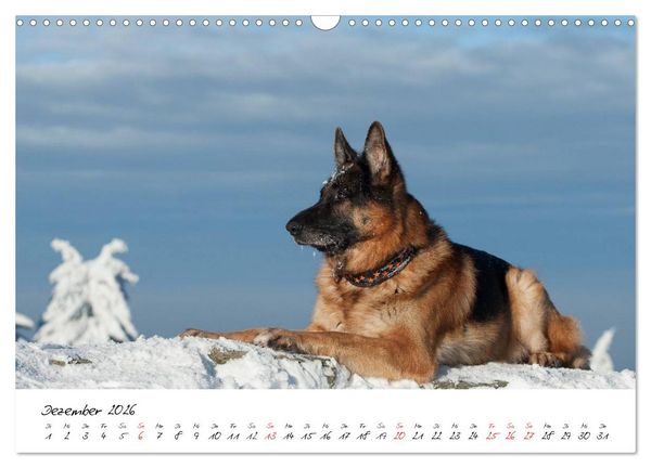 Produktbild: Deutsche Sch&auml;ferhunde - Liebenswerte Graunasen (Wandkalender 2026 DIN A3 quer), CALVENDO Monatskalender