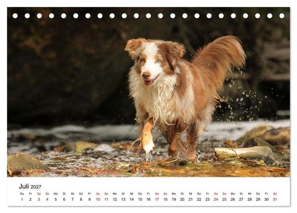 Produktbild: Australian Shepherd - Treue Blicke, wilde Herzen (Tischkalender 2027 DIN A5 quer), CALVENDO Monatskalender