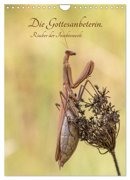 Produktbild: Die Gottesanbeterin. R&auml;uber der Insektenwelt. (Wandkalender 2026 DIN A4 hoch), CALVENDO Monatskalender